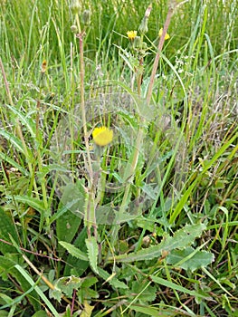 Rough Milk Thistle - Sonchus asper, Norfolk, England, UK