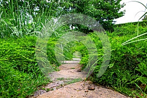 Rough natural stone footpath paved in green backyard.