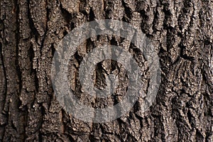 Rough natural texture. Dark brown tree bark photo