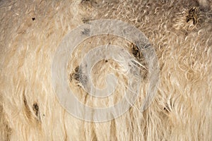 Rough natural white sheepskin