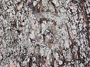 Rough old tree bark closeup photo texture. Rustic tree trunk closeup.