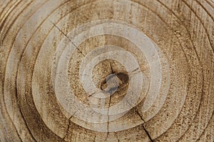 Rough organic tree rings with close up of end grain.