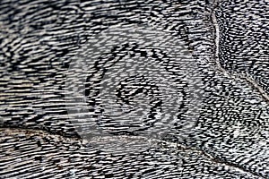 Rough organic tree rings with close up of end grain.