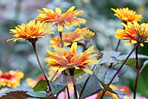 Rough oxeye Heliopsis helianthoides var. Scabr Funky spinner, red-yellow flowers