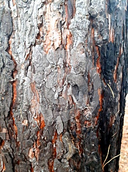 Rough pine bark after a forest fire