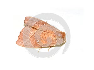 rough prominent moth Nadata gibbosa