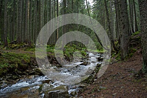 Rough river in the forest at the mountains