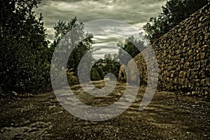 A rough road in the forest