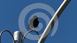 A rough rook sits on a curvy stick fixing a streetlamp in summer.