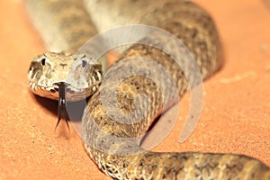 Rough-scaled death adder