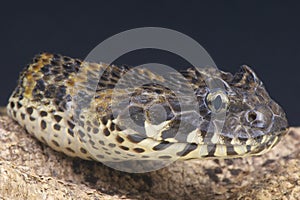 Rough-scaled death adder / Acanthophis rugosus photo