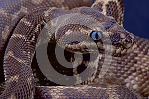 Rough-scaled python / Morelia carinata photo