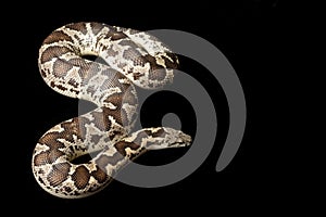 Rough-scaled sand boa