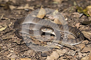 Rough-scaled Snake