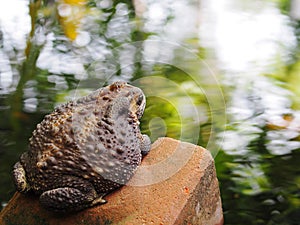 Rough skin ugly deep brown toad with dry skin sun bathing on a brick over fish pond