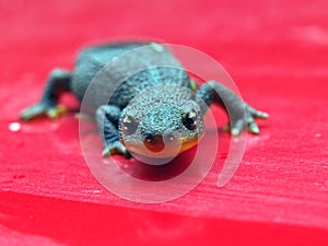 Rough Skinned Newt