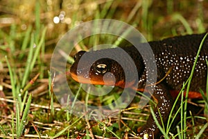 Rough-skinned newt (Taricha granulosa)