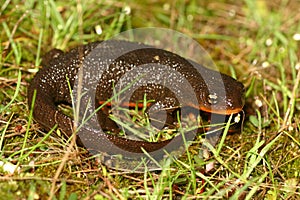 Rough-skinned newt (Taricha granulosa)