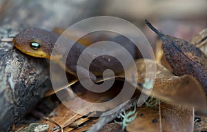 Rough-skinned Newt (Taricha granulosa) crawling on leaves.