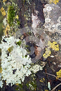 Rough speckled shield lichen Punctelia rudecta with blue-green foliose thallus