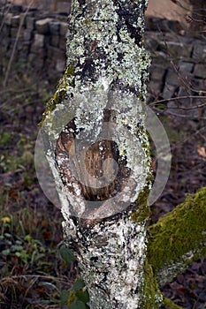 Rough speckled shield lichen Punctelia rudecta with blue-green foliose thallus