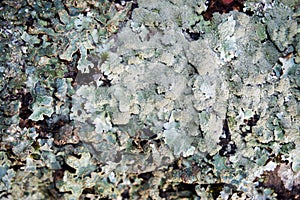 Rough speckled shield lichen Punctelia rudecta with blue-green foliose thallus