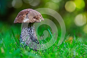 Rough-stemmed bolete Leccinum scabrum