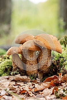 Rough-stemmed bolete Leccinum scabrum mushroom in the autumn oak forest