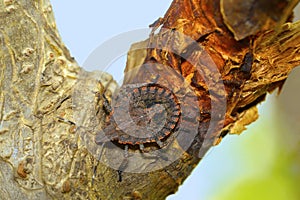 Rough stink bug, Brochymena quadripustulata, Pune