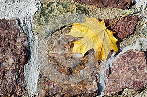 Rough stone wall with yellow maple leaf