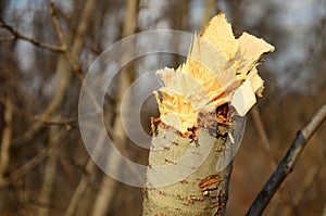 Rough stump branch