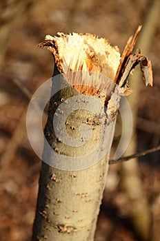 Rough stump branch