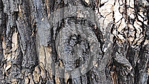 The rough surface of the tree bark is used as a background.