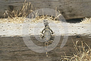 Rough Tail Rock Agama Climbing Railroad Tie Steps