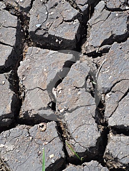 Rough texture of dried crack thick mud earth floor of a shrimp farm pond ground in grey color under hot summer sunlight in THAILAN