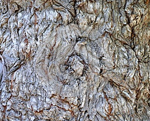 Rough texture of gnarly willow tree