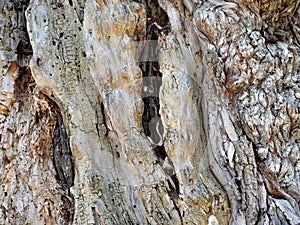 Rough texture of gnarly willow tree