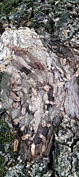 Rough Texture of Old Mango Tree Bark