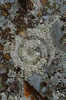 Rough texture of organic stone. Natural rock background with colored lichen