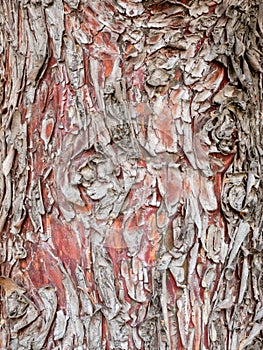 Rough texture of peeling red and gray tree bark background