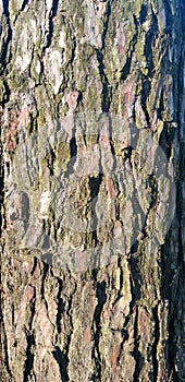 The rough texture of pine bark