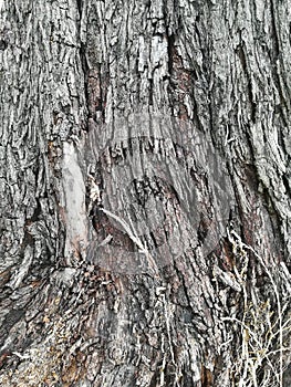 Rough texture trunk tree photo