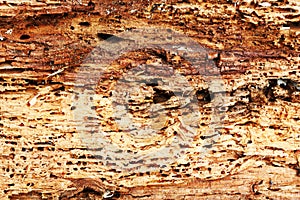 Rough texture of wood destroyed by boring insects