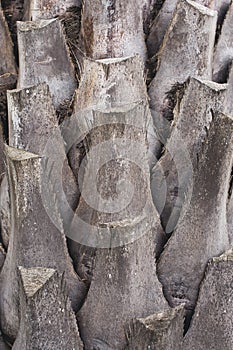 Rough textured background of cut leaf bases on the bark of a palm tree