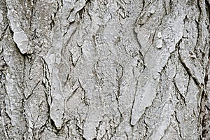 Rough textured bark of a pine tree