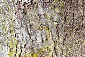 Rough, textured tree bark, possibly sugar maple or birch, shows mottled greens photo