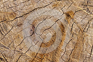 Rough textured tree trunk close-up with cracked, soil patterned background.