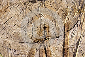 Rough textured tree trunk close-up with cracked, soil patterned background.