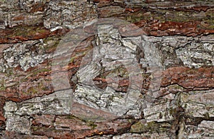 Rough textures of the bark of a pine tree.