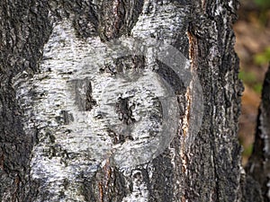 The rough, thick bark of an old birch is covered with cracks